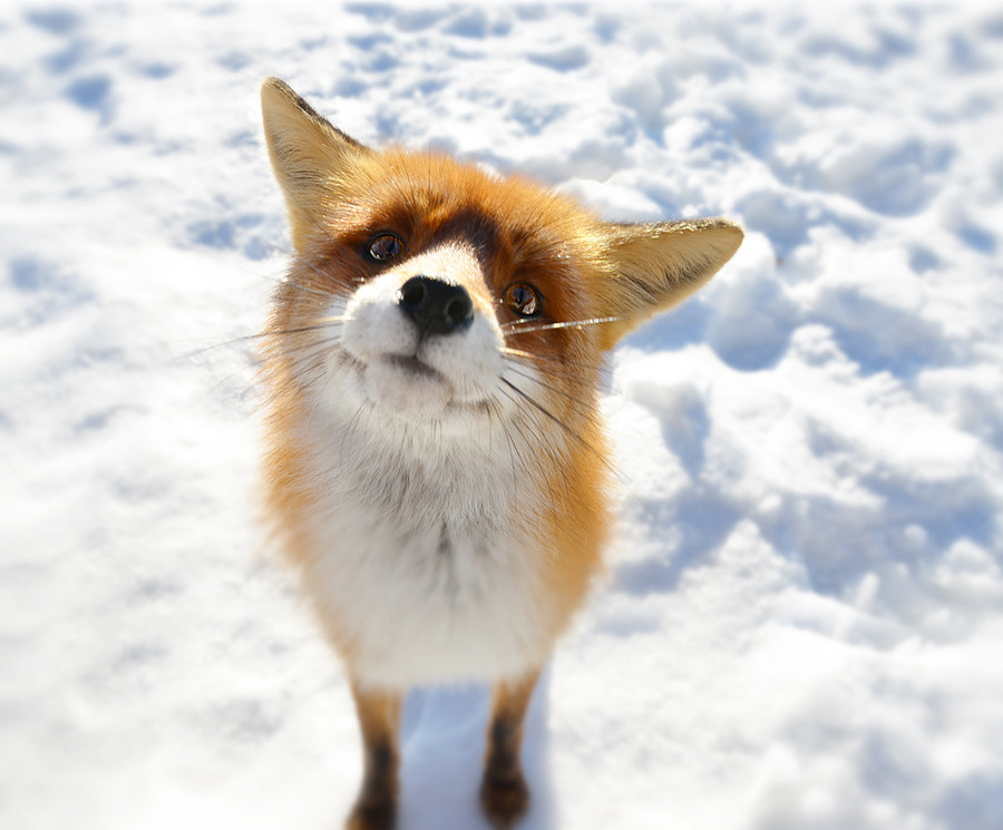 super-cute-fox-on-snow.jpg